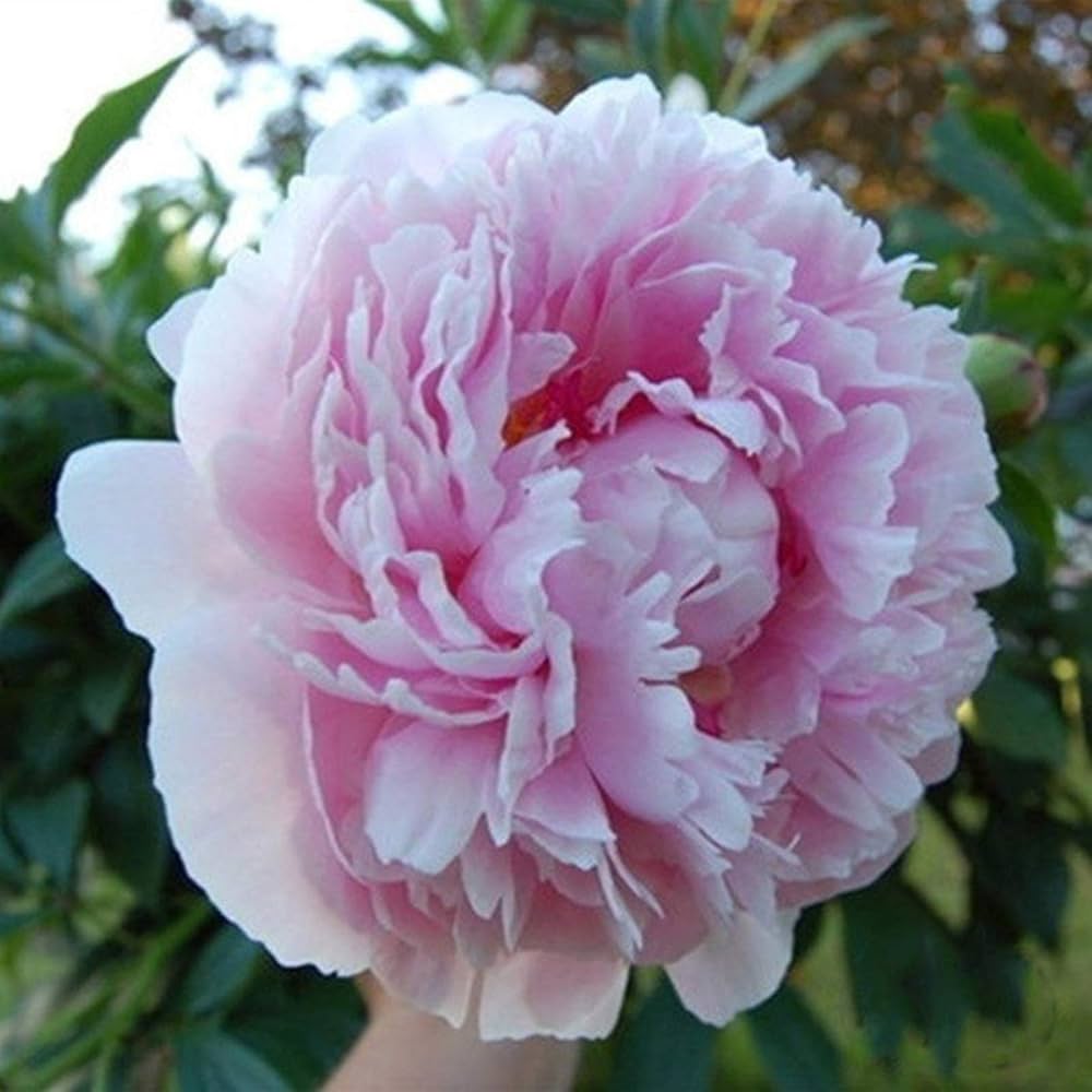 Peony (flower Paeonia lactiflora) for planting in garden